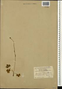 Ranunculus breyninus Crantz, Crimea (KRYM) (Russia)