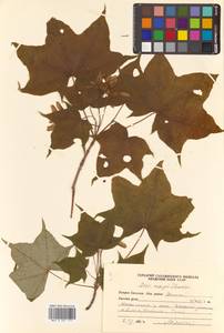Acer pictum subsp. mayrii (Schwer.) H.Ohashi, Siberia, Russian Far East (S6) (Russia)