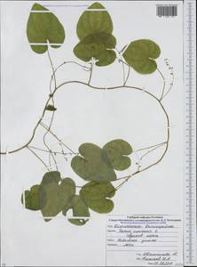 Dioscorea communis (L.) Caddick & Wilkin, Caucasus, North Ossetia, Ingushetia & Chechnya (K1c) (Russia)