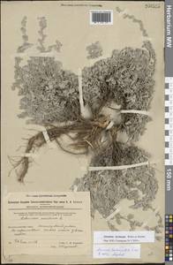 Artemisia lercheana Weber ex Stechm., Eastern Europe, Eastern region (E10) (Russia)