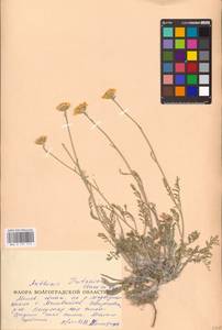 Archanthemis trotzkiana (Claus ex Bunge) Lo Presti & Oberpr., Eastern Europe, Lower Volga region (E9) (Russia)