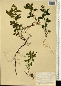 Lathyrus laxiflorus (Desf.)Kuntze, South Asia, South Asia (Asia outside ex-Soviet states and Mongolia) (ASIA) (Turkey)