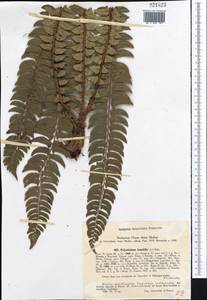 Polystichum lonchitis (L.) Roth, Middle Asia, Western Tian Shan & Karatau (M3) (Kyrgyzstan)