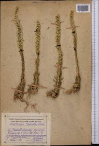 Orostachys thyrsiflora (DC.) Fisch. ex Sweet, Middle Asia, Northern & Central Tian Shan (M4) (Kyrgyzstan)