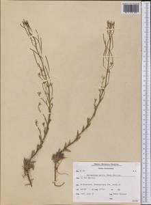 Transberingia bursifolia (DC.) Al-Shehbaz & O'Kane, America (AMER) (Greenland)