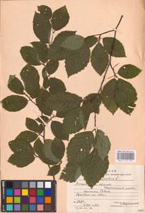 Fagus sylvatica L., Eastern Europe, West Ukrainian region (E13) (Ukraine)