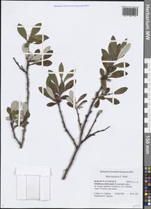 Salix krylovii E. L. Wolf, Siberia, Baikal & Transbaikal region (S4) (Russia)