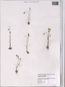 Gagea bulbifera (Pall.) Salisb., Middle Asia, Caspian Ustyurt & Northern Aralia (M8) (Kazakhstan)