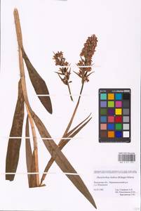 Dactylorhiza majalis subsp. baltica (Klinge) H.Sund., Eastern Europe, Central region (E4) (Russia)