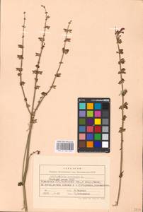 MHA 0 156 278, Salvia pratensis L., Eastern Europe, South Ukrainian region (E12) (Ukraine)