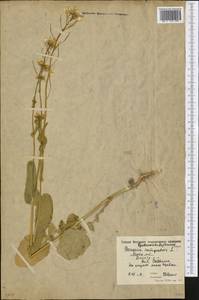 Brassica rapa subsp. sylvestris (L.) Janch., Eastern Europe, Moscow region (E4a) (Russia)