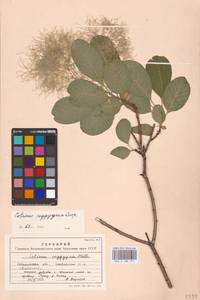 Cotinus coggygria Scop., Eastern Europe, South Ukrainian region (E12) (Ukraine)