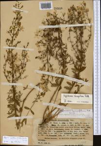 Hypericum elongatum subsp. apiculatum N.K.B. Robson, Middle Asia, Western Tian Shan & Karatau (M3) (Kazakhstan)