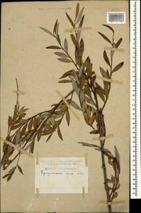 Salix alba L., Caucasus, Dagestan (K2) (Russia)