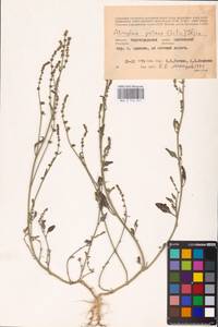 Atriplex patens (Litv.) Iljin, Eastern Europe, Lower Volga region (E9) (Russia)