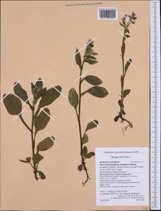 Borago officinalis L., Western Europe (EUR) (United Kingdom)