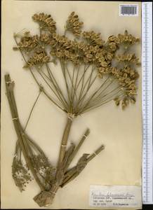 Heracleum lehmannianum Bunge, Middle Asia, Pamir & Pamiro-Alai (M2) (Uzbekistan)