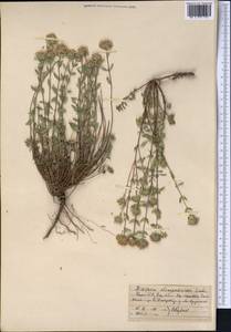 Ziziphora clinopodioides Lam., Middle Asia, Northern & Central Tian Shan (M4) (Kyrgyzstan)