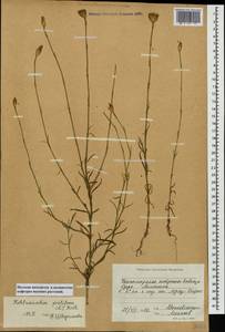 Petrorhagia prolifera (L.) P. W. Ball & Heywood, Caucasus, Black Sea Shore (from Novorossiysk to Adler) (K3) (Russia)
