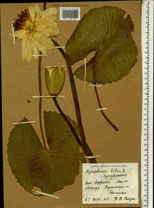 Nymphaea lotus L., Africa (AFR) (Mali)