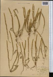 Psylliostachys leptostachya (Boiss.) Roshkova, Middle Asia, Karakum (M6) (Turkmenistan)