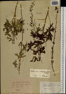 Delphinium retropilosum (Huth) Sambuk, Siberia, Western Siberia (S1) (Russia)