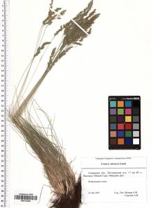 Festuca valesiaca Schleich. ex Gaudin, Eastern Europe, Middle Volga region (E8) (Russia)