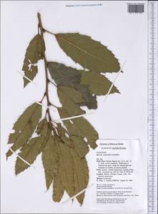Quercus acutissima Carruth., America (AMER) (United States)