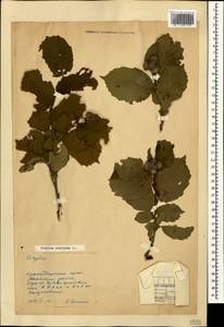 Corylus avellana L., Caucasus, Black Sea Shore (from Novorossiysk to Adler) (K3) (Russia)