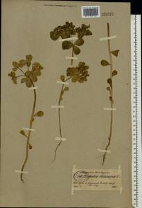 Euphorbia helioscopia L., Eastern Europe, North-Western region (E2) (Russia)