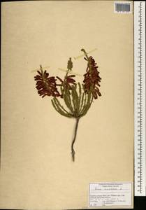 Erica mammosa L., Africa (AFR) (South Africa)