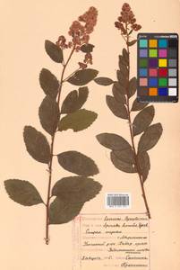 Spiraea salicifolia L., Siberia, Russian Far East (S6) (Russia)