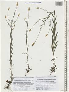 Xeranthemum cylindraceum Sibth. & Sm., Caucasus, Black Sea Shore (from Novorossiysk to Adler) (K3) (Russia)