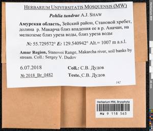 Pohlia tundrae A.J. Shaw, Bryophytes, Bryophytes - Russian Far East (excl. Chukotka & Kamchatka) (B20) (Russia)