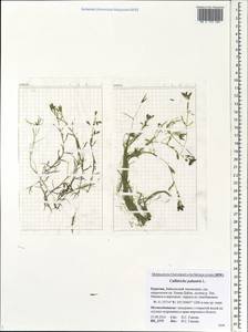 Callitriche palustris L., Siberia, Baikal & Transbaikal region (S4) (Russia)