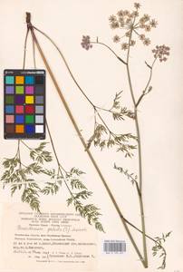 Thysselinum palustre (L.) Hoffm., Eastern Europe, Eastern region (E10) (Russia)