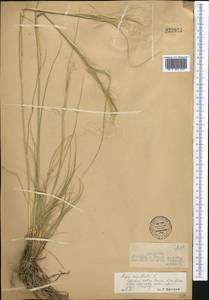 Stipa capillata L., Middle Asia, Dzungarian Alatau & Tarbagatai (M5) (Kazakhstan)