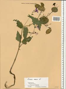 Lunaria annua L., Eastern Europe, Central forest-and-steppe region (E6) (Russia)