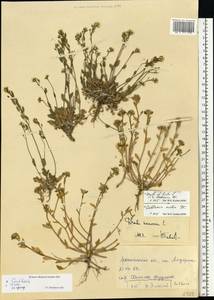 Draba hirta L., Eastern Europe, Northern region (E1) (Russia)