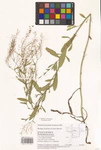 Rorippa austriaca (Crantz) Besser, Eastern Europe, Central region (E4) (Russia)