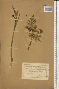 Conioselinum tataricum Hoffm., Eastern Europe, Middle Volga region (E8) (Russia)