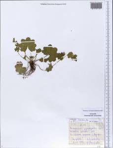 Alchemilla tubulosa Juz., Eastern Europe, Eastern region (E10) (Russia)