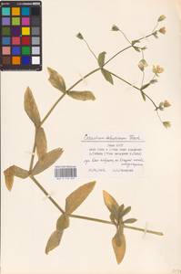 Dichodon cerastoides (L.) Rchb., Eastern Europe, Northern region (E1) (Russia)
