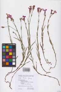 Dianthus chinensis L., Eastern Europe, Central region (E4) (Russia)