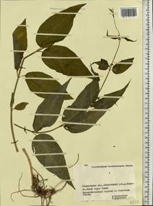 Vincetoxicum hirundinaria Medik., Eastern Europe, Belarus (E3a) (Belarus)