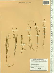 Carex chordorrhiza L.f., Siberia, Central Siberia (S3) (Russia)