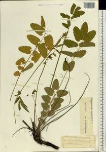 Sanguisorba officinalis L., Eastern Europe, Volga-Kama region (E7) (Russia)