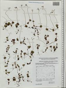 Androsace bungeana Schischk. & Bobrov, Siberia, Russian Far East (S6) (Russia)