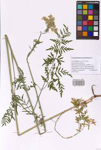 Silphiodaucus prutenicus subsp. prutenicus, Eastern Europe, Central region (E4) (Russia)