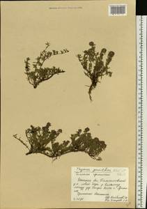 Thymus calcareus Klokov & Des.-Shost., Eastern Europe, South Ukrainian region (E12) (Ukraine)
